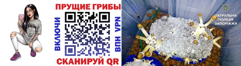 Купить закладки  Сунжа  Галлюциногенные грибы мицелий 